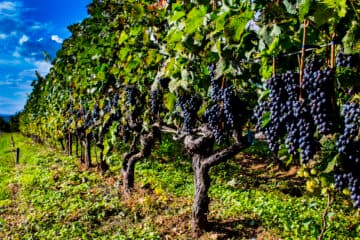 VINHOS PRESTIGIADOS DE PORTUGAL